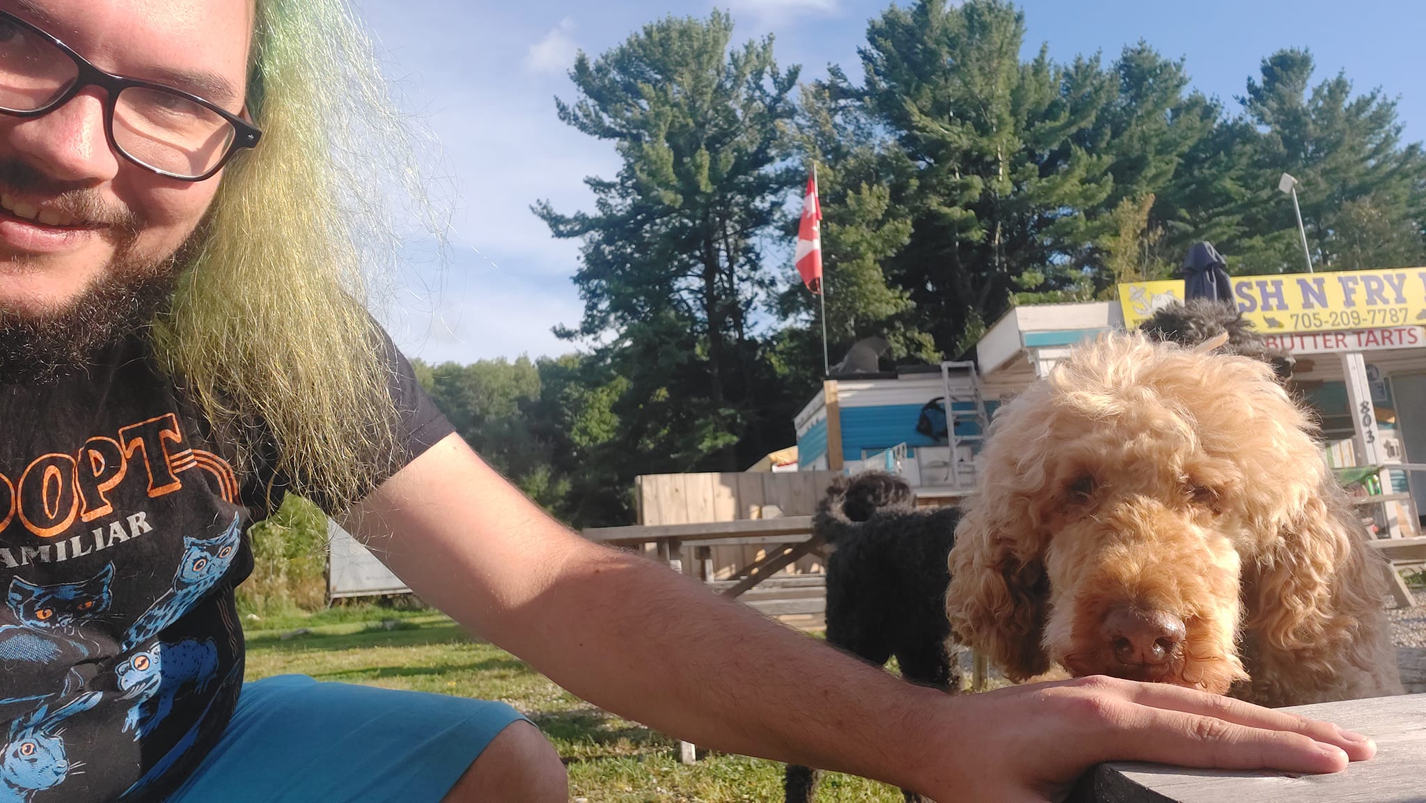 A man with green hair and a beard is partially out of frame, a black standard poodle stands at attention, almost entirely obscured by a golden standard poodle